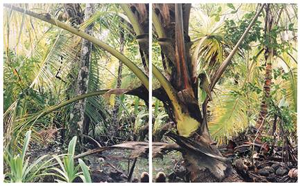 Costa Rica, Wout Berger, 1998 PI Ter Apel, Netherlands Photo &copy; Wout Berger