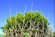 Untitled, Giuliano Mauri, 1999 Stour Valley Art Project, King’s Wood, Kent. Photo: Sandra Drew.