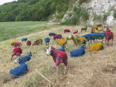 Quarry 2 project by artist Lee Simmons: Blending sheep; photograph &copy; Lee Simmons, 2006