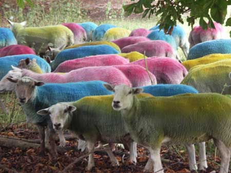Quarry 2 project by artist Lee Simmons: Sheep after three weeks with faded colours; photograph &copy; Lee Simmons, 2006