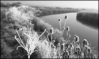 River Parrett Trail, Somerset