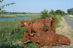 Lincolnshire Reds by Sally Matthews, near Stixwould.Water Rail Way, National Cycle Network, Route 1, Lincolnshire.Photographer: Sustrans.