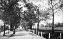 Tooting Bec Common. 1906 view along the avenue. Image: Wandsworth Heritage Service