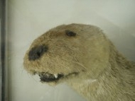 The Institutional Otter